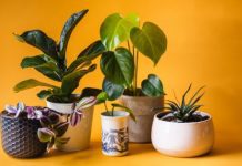 5 Best Indoor Plants for Increasing Air Quality