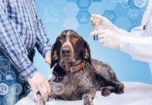5 Ways By Which You Can Ensure the Good Health of Your Dog