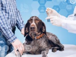 5 Ways By Which You Can Ensure the Good Health of Your Dog