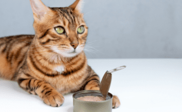 How to Choose the Best Food for Your Cat