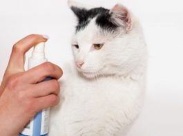 Flea Treatment