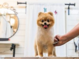 benefits of pet insurance