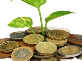 money plant