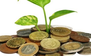 How To Grow Money Plant Faster – A Pro Guide For You money plant
