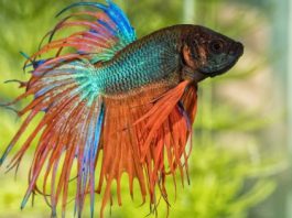 Betta Fish Colors