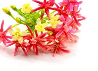 Get The Look: 7 types of creeper flowers to style your home creeper flowers