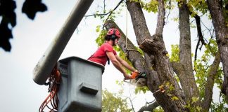 Tree Removal Services