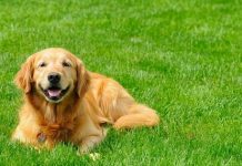 5 Reasons Artificial Grass is Great For Dogs