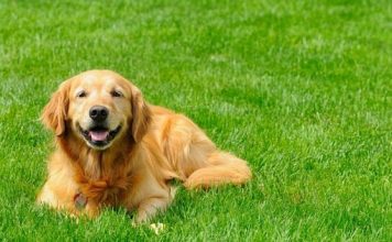 5 Reasons Artificial Grass is Great For Dogs 5 Reasons Artificial Grass is Great For Dogs